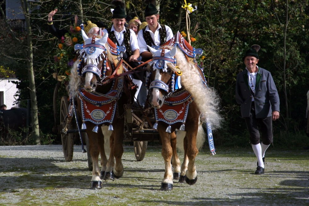 Herrlich geschmückte Pferde beim Leonhardi-Umritt in Kellberg im Passauer Land
