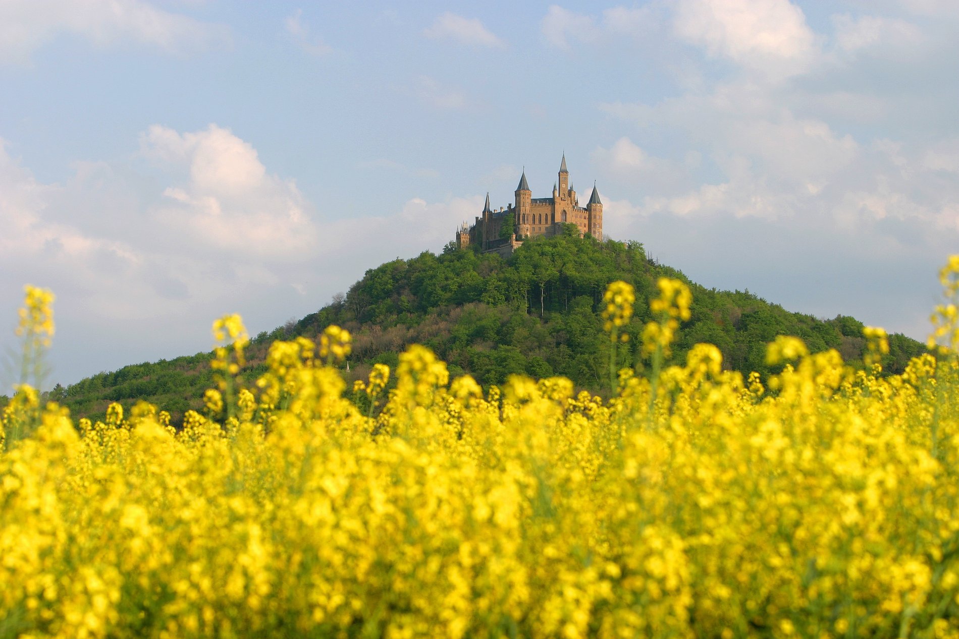 Blühendes Rapsfeld mit der Burg Hohenzollern im Hintergrund