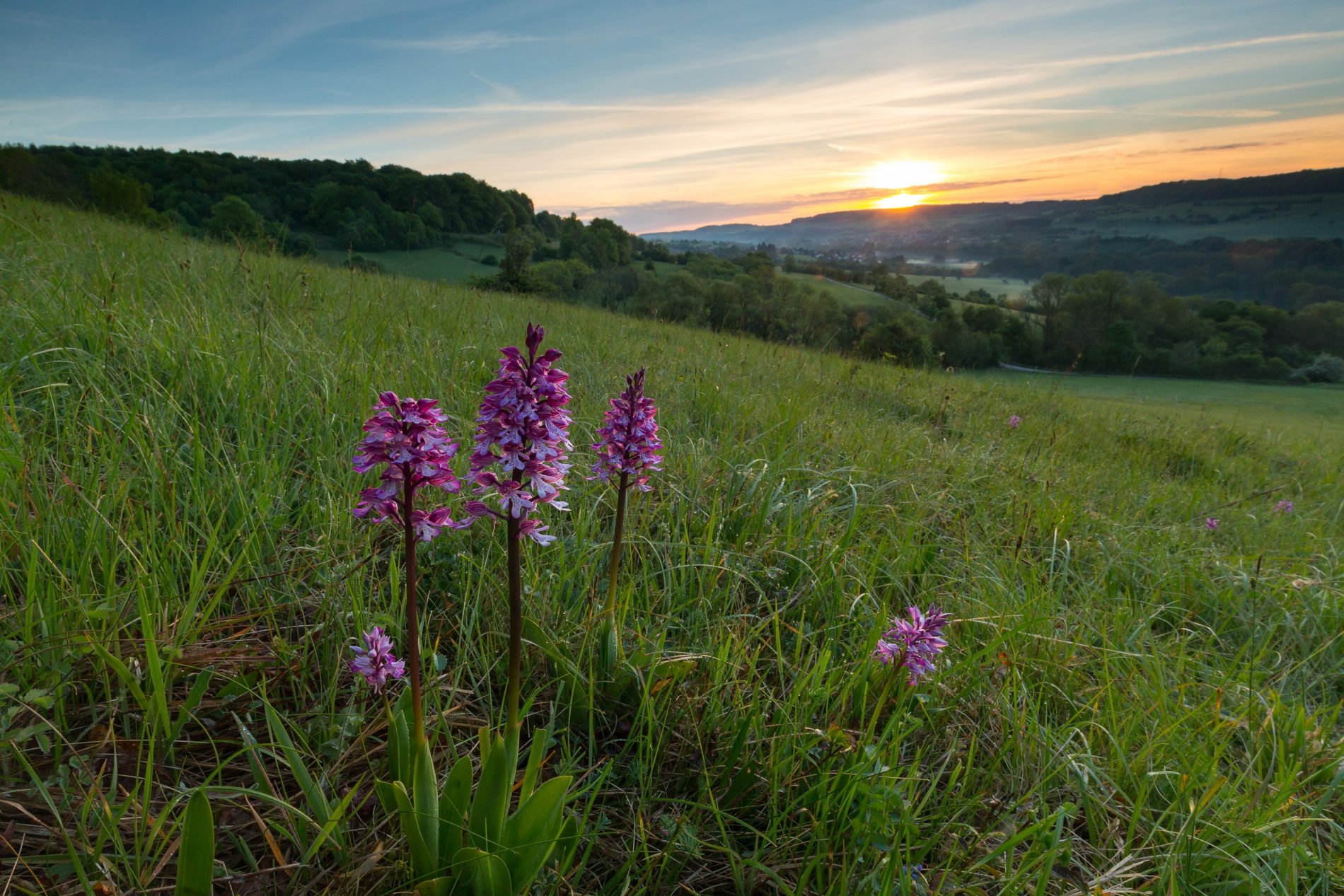 Orchideengebiet in Gersheim