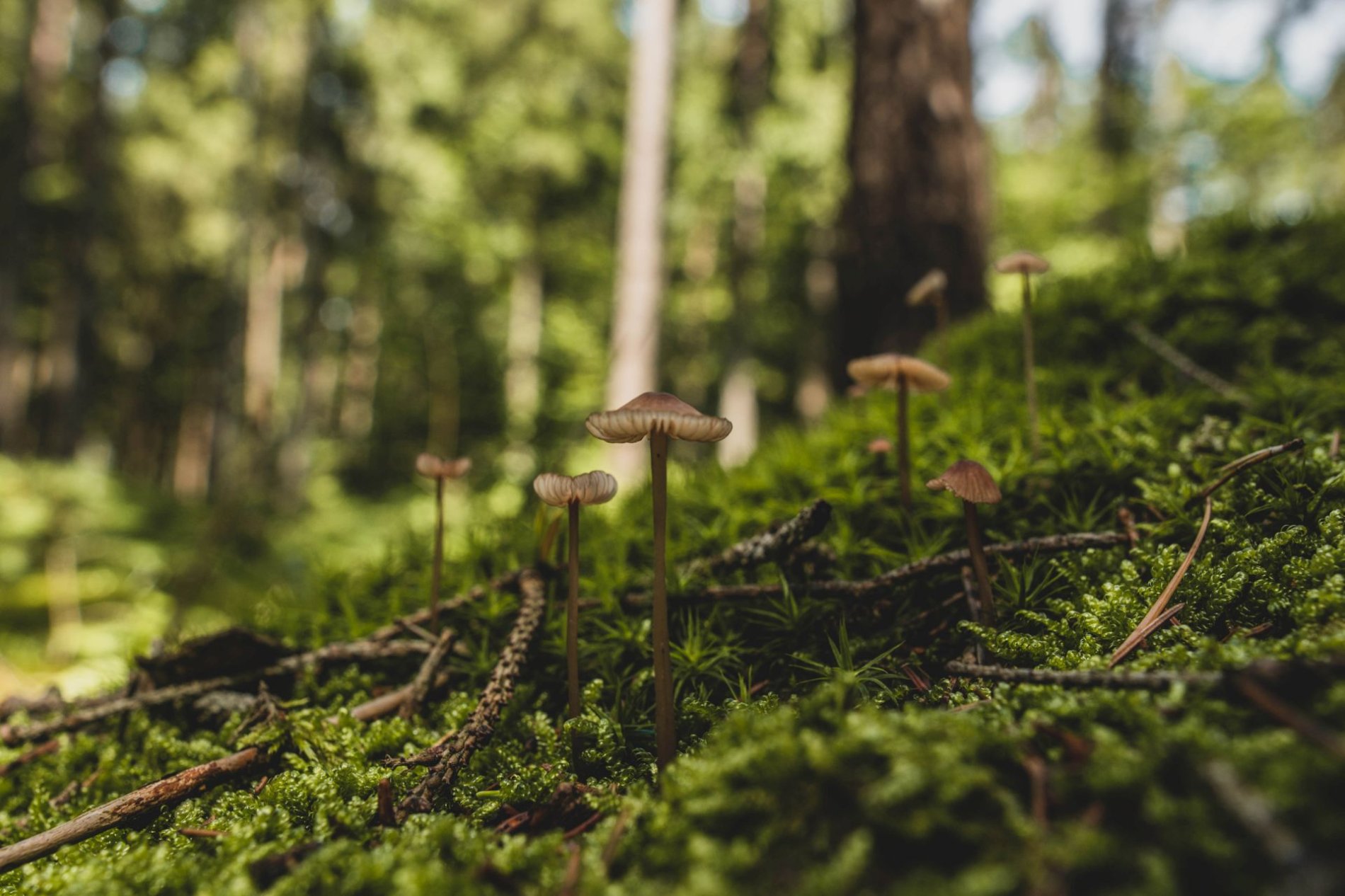 Ein Waldboden ist mit sattgrünem Moos bedeckt. Kleine braune Pilze ragen zwischen herabgefallenen Tannennadeln hervor.