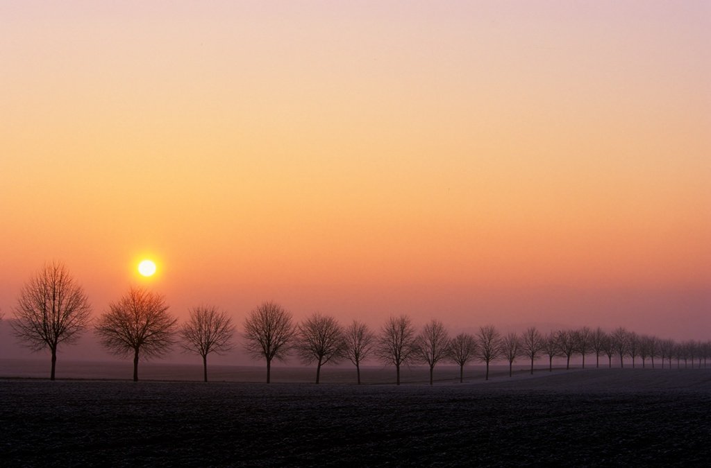 Sonnenuntergang über einer Baumreihe, die sich einmal horizontal durch das Foto zieht.