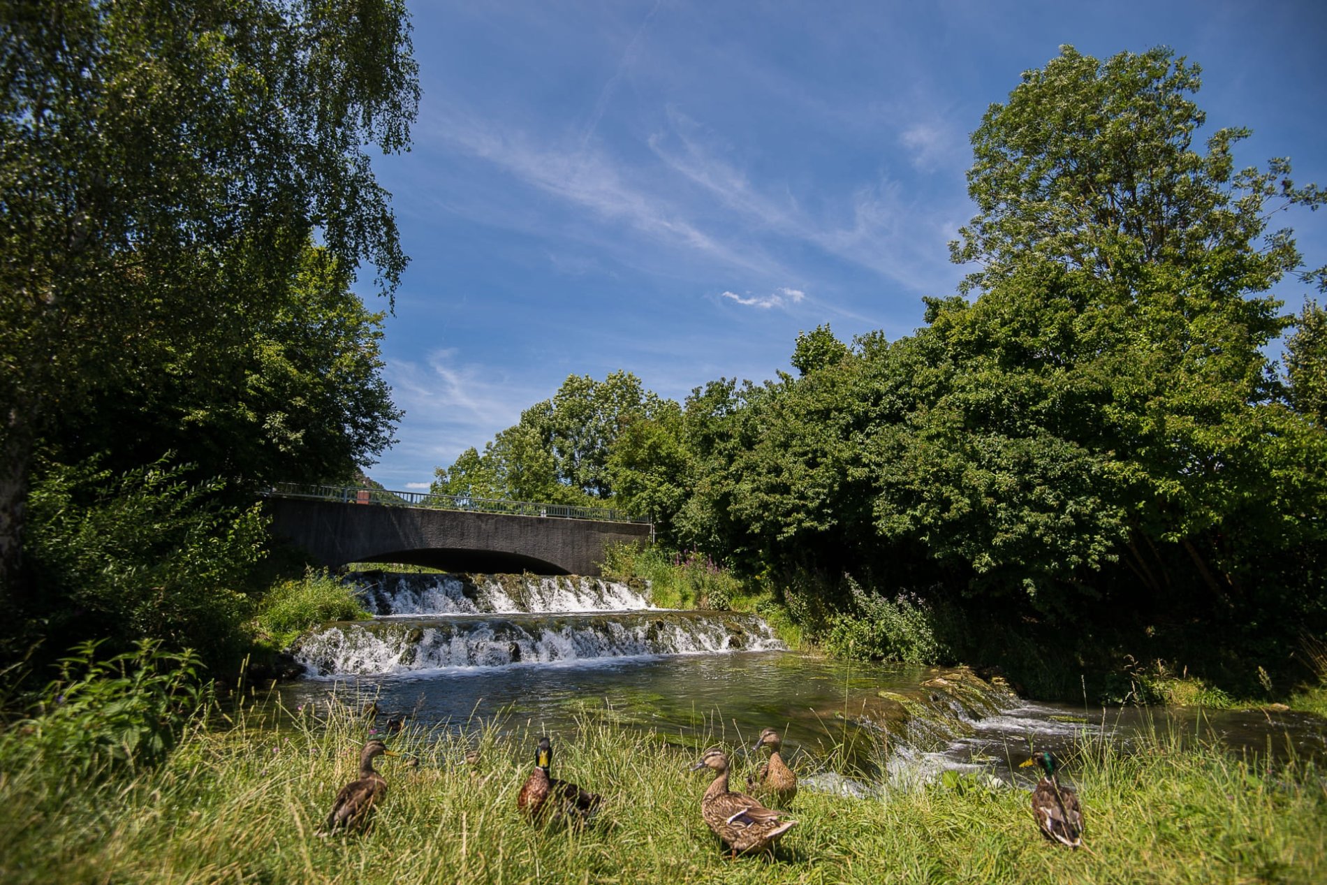 Am Wasserfall am Stadtweiher in Riedenburg haben es sich ein paar Enten gemütlich gemacht.