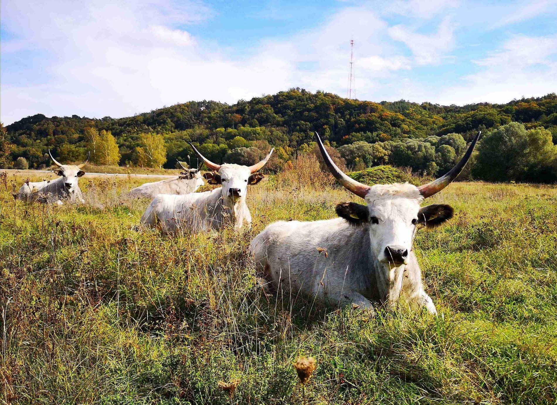 Ochsen "Oxen" in der Ochsenau im Landkreis Landshut