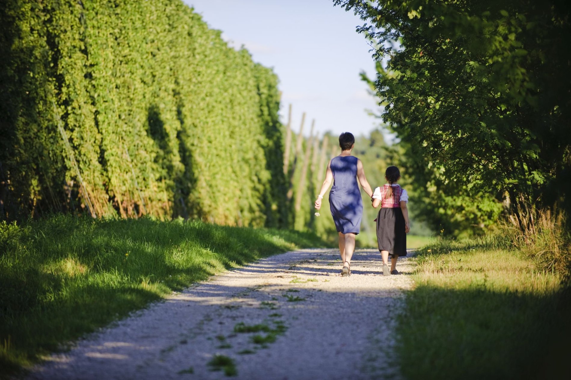 Eine Frau mit Tochter spazieren vorbei an hoch aufragenden Hopfengärten in der Hallertau.