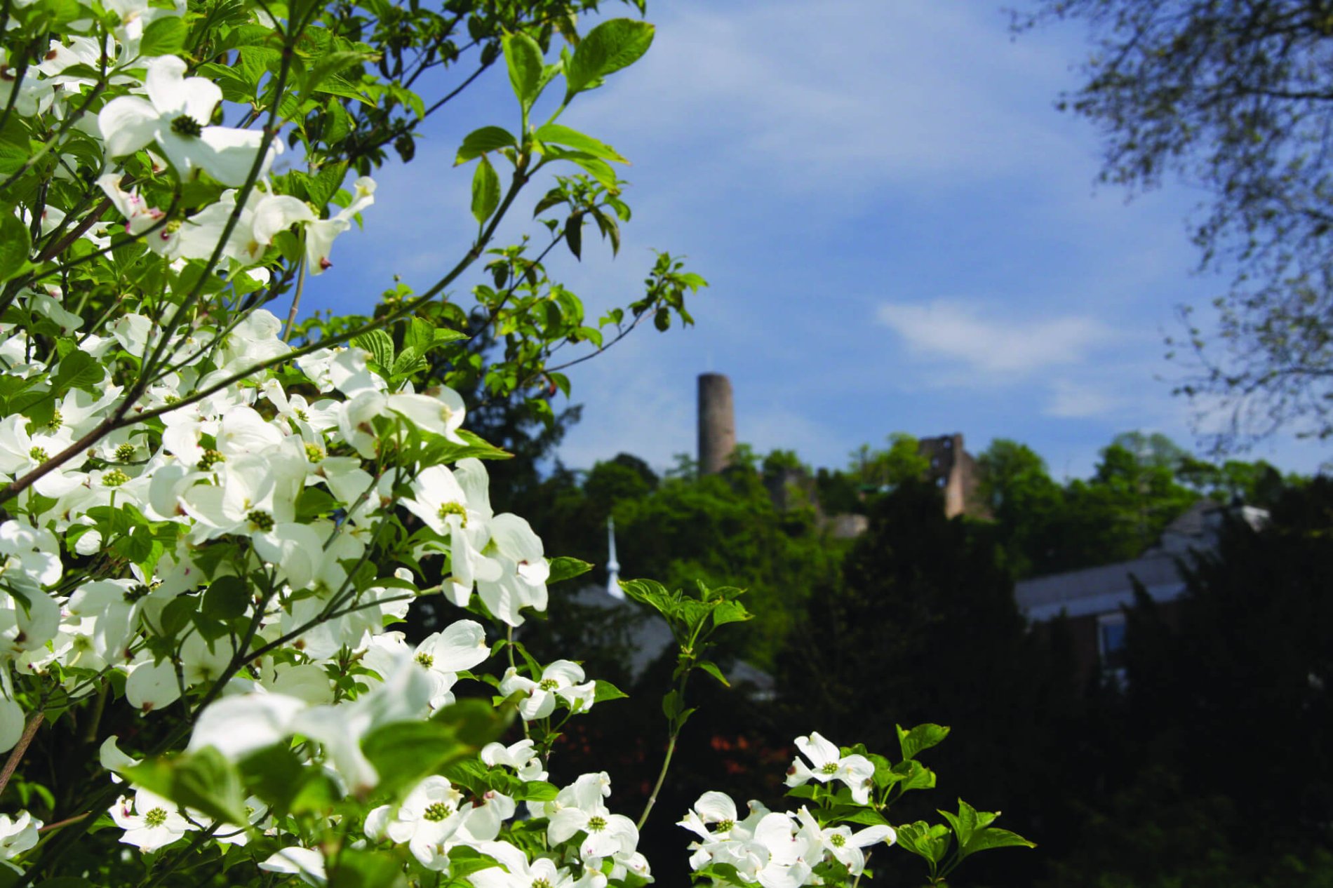 A white flowering bush in the foreground, the ruins of Windeck Castle can be seen blurred in the background.