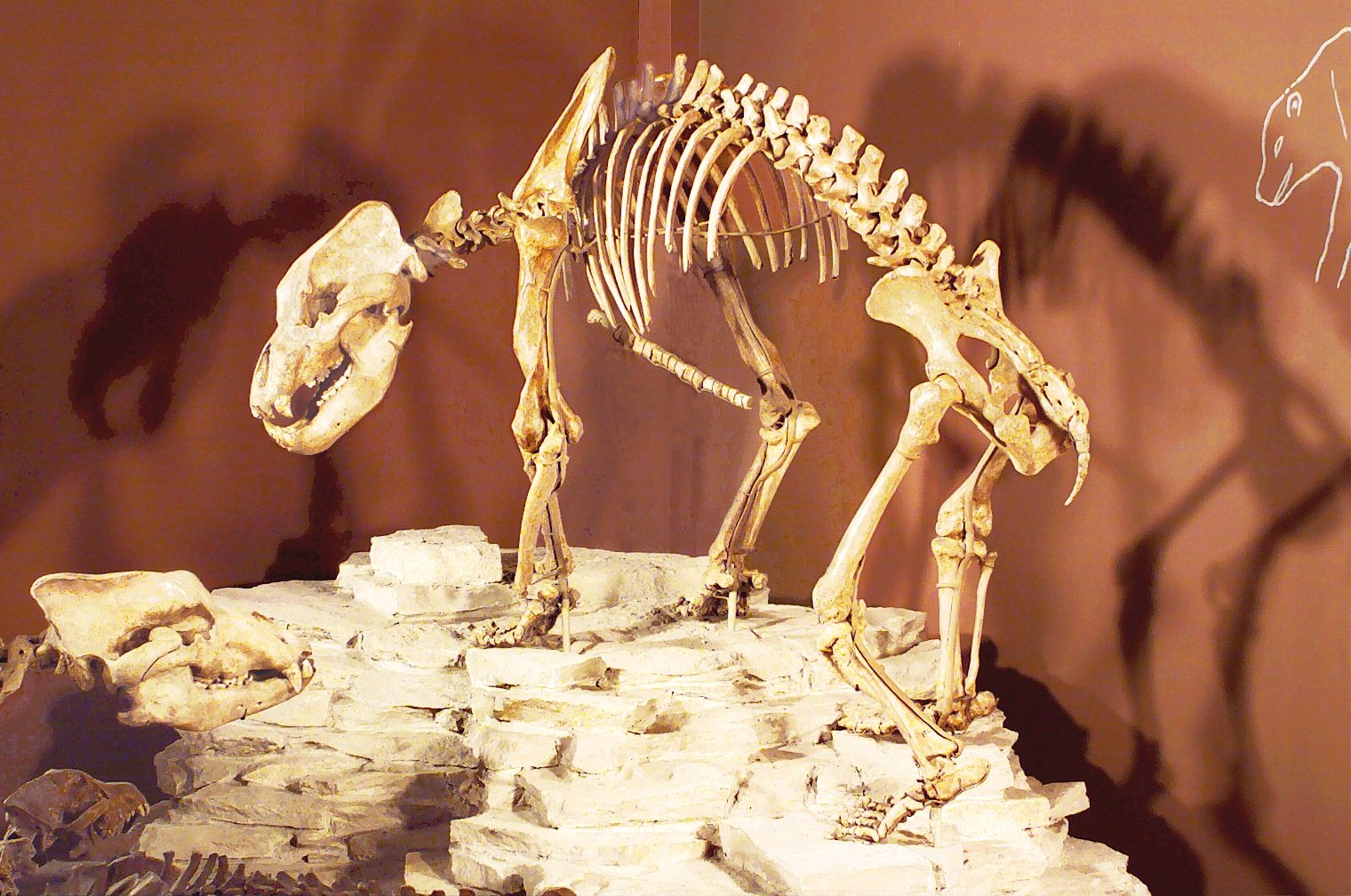 Höhlenbärenskelett in der Paläontologischen Sammlung der Universität Tübingen