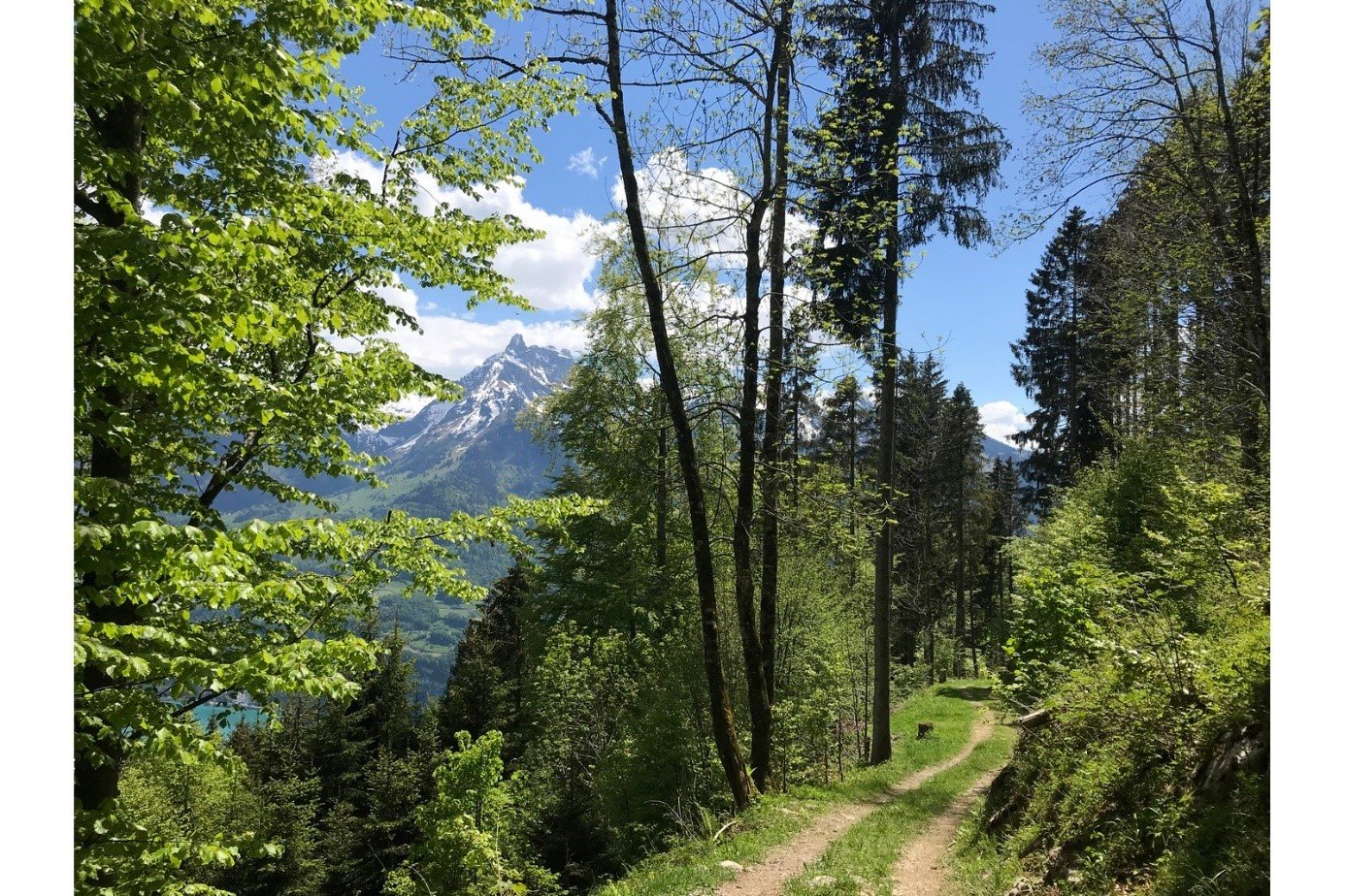 Auf dem breiten Waldweg durch den Bannwald erhascht man einen Blick auf die Glarner Alpen.