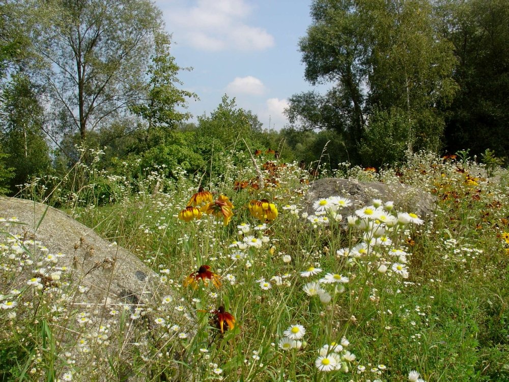 Üppige Flora im Naturdenkmal Gundelau in der Gemeinde Niederalteich im Deggendorfer Land