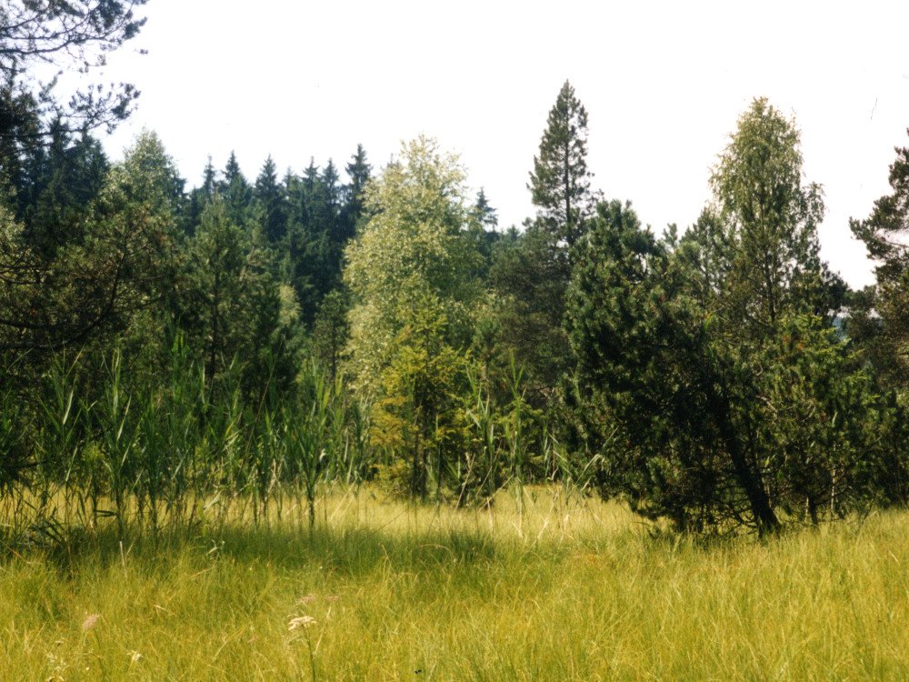 Moorlandschaft im Naturschutzgebiet Todtenau und umgebende Auen