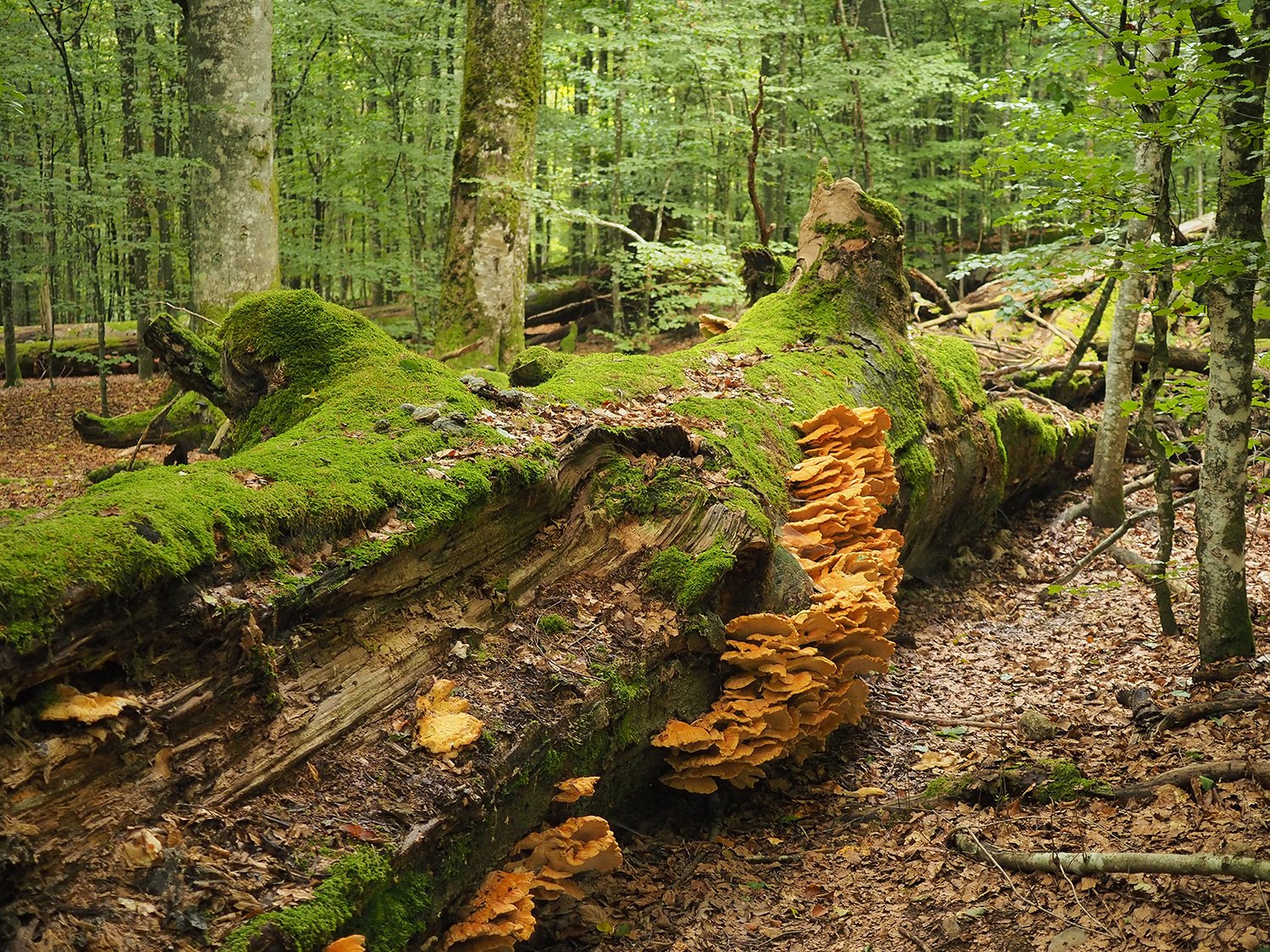 Im Urwaldgebiet Mittelsteighütte im Nationalpark Bayerischer Wald