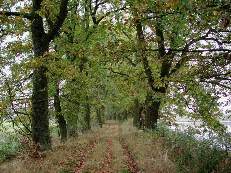 Baumallee im Naturschutzgebiet Rötelseeweihergebiet bei Cham