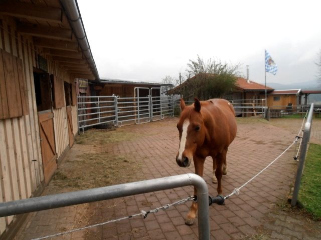 Pferd auf dem Feriengut Bauer in Sonndorf bei Hinterschmiding