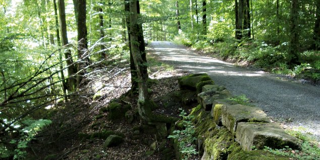 Rechts führt ein Waldweg leicht bergab durchs Bild. Links ist Wald zu sehen, die Bäume haben satt grüne Blätter.