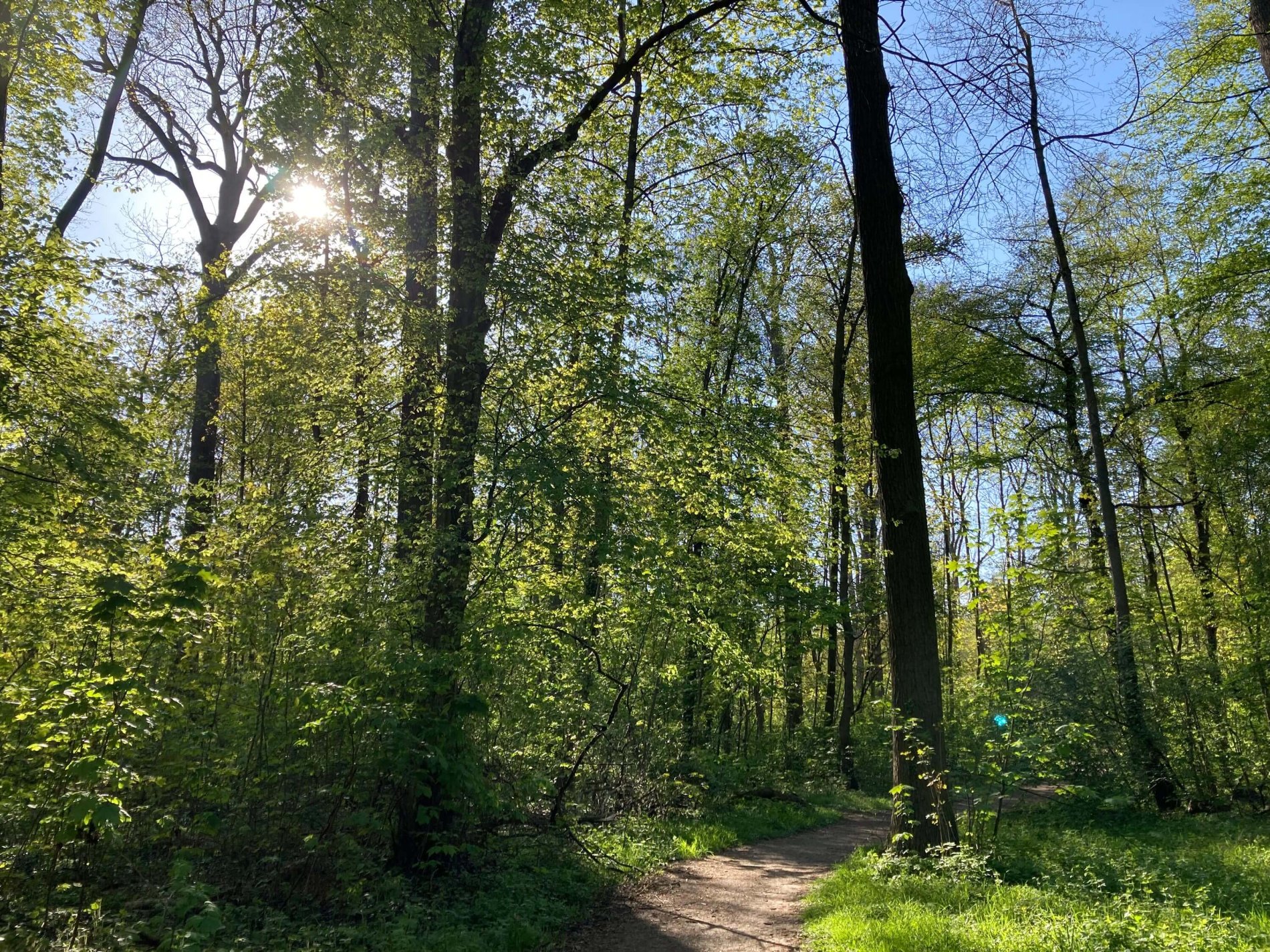 Spring in the Salonwald (forest) in Ludwigsburg