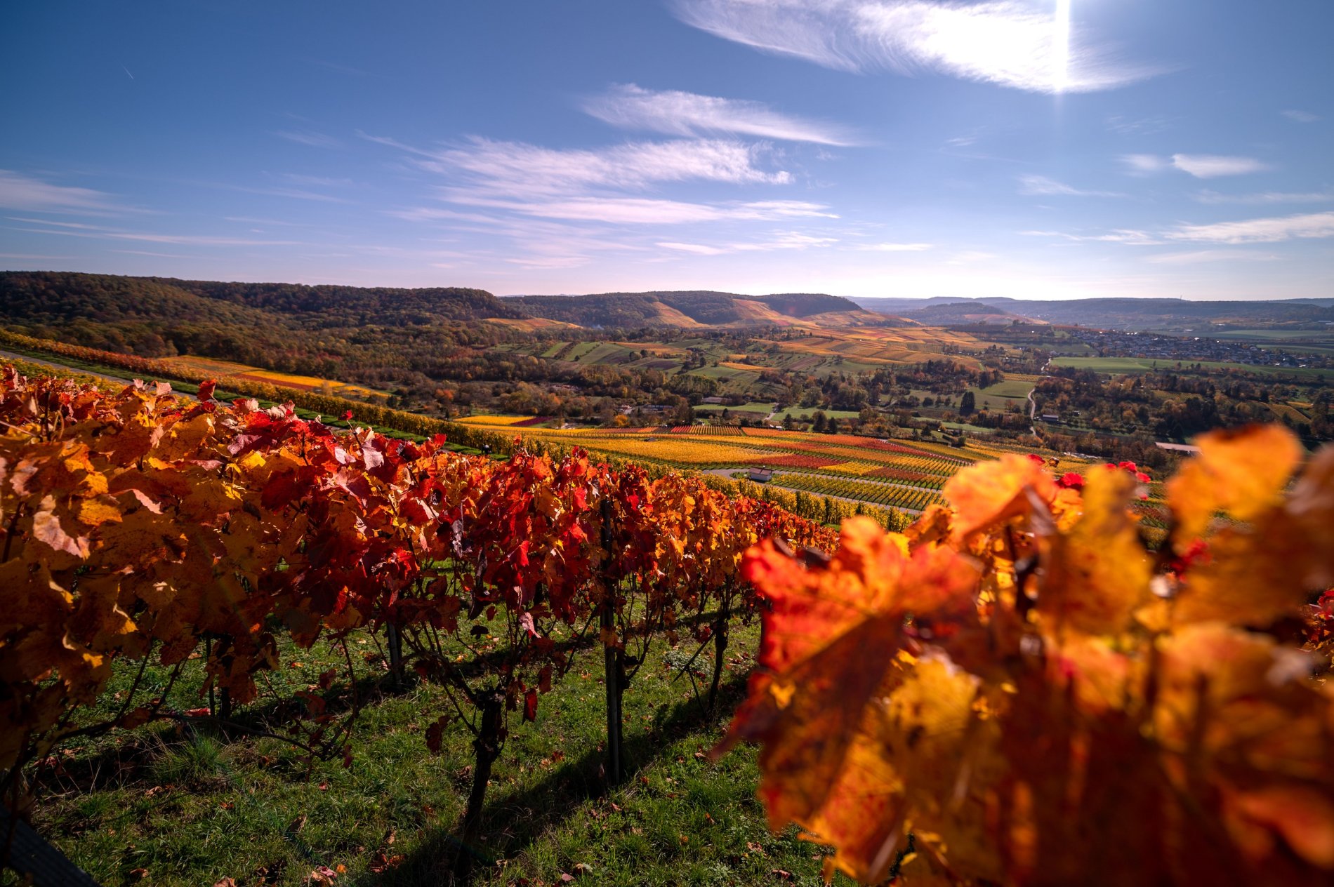 Herbstliche Weinlagen am Scheuerberg