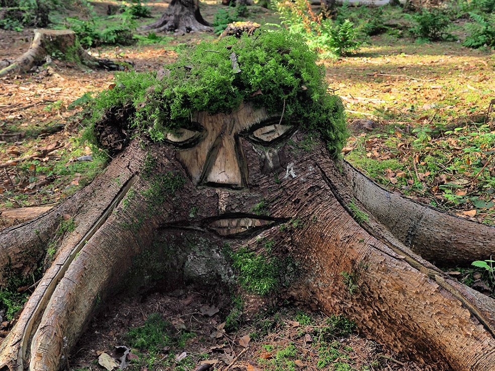 Baumstumpf-Gesicht