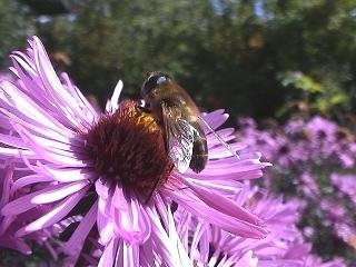 Biene auf Blüte im Eckertsreuter Kräutergarten bei Ringelai im Bayerischen Wald