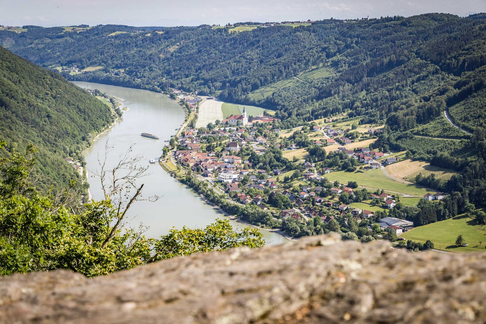 Farbenprächtig präsentiert sich die Smaragdeidechse im Naturschutzgebiet Donauleiten