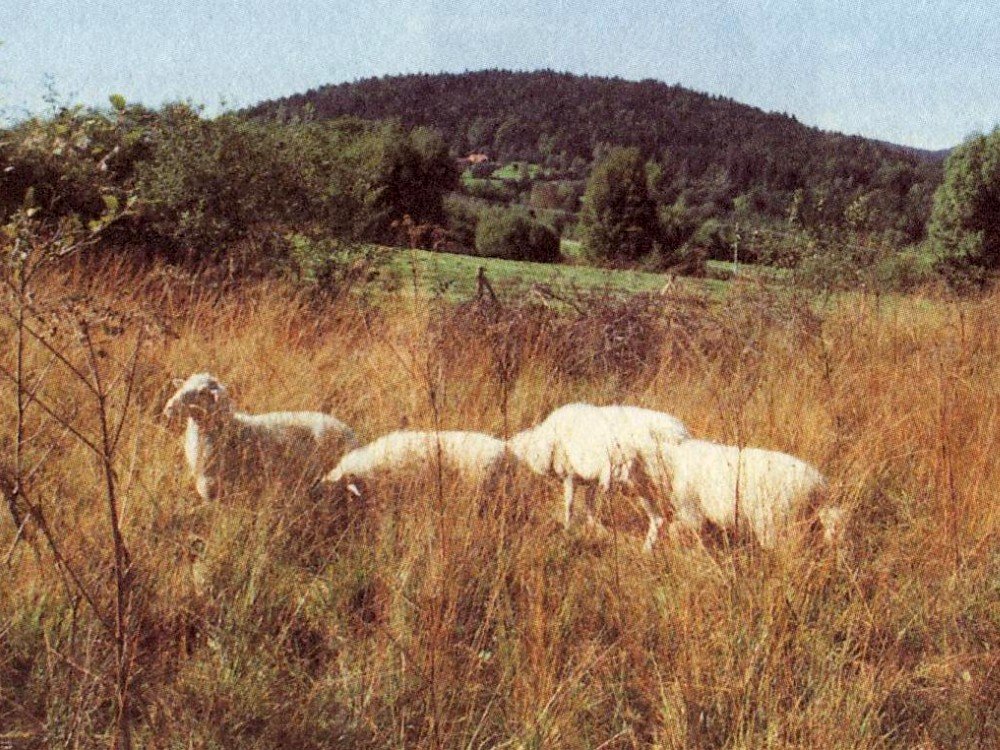 Schafe im Naturschutzgebiet Moorwald bei Kirchl-Wolfau in der Gemeinde Hohenau