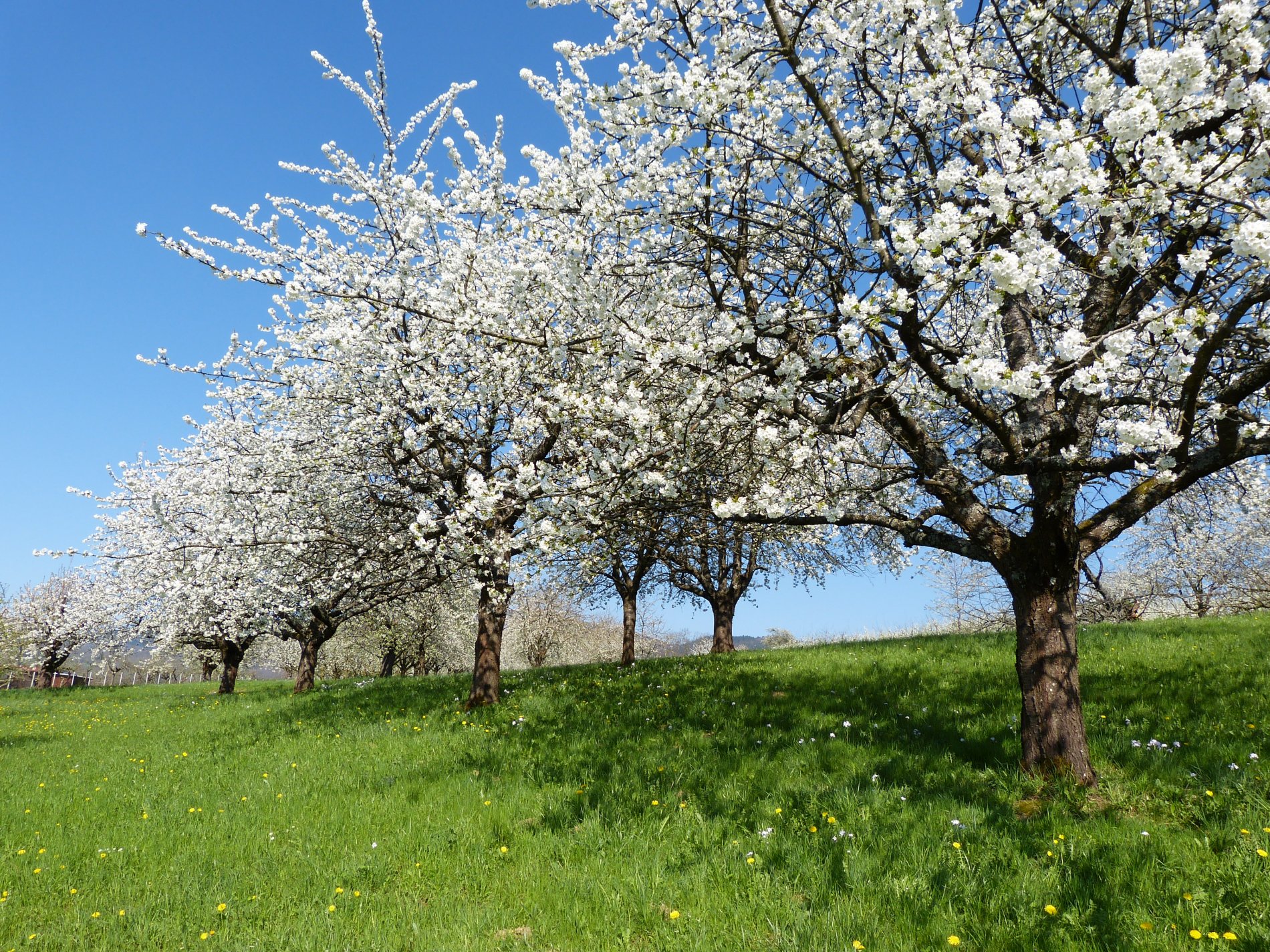Kirschblüte im Eggener Tal