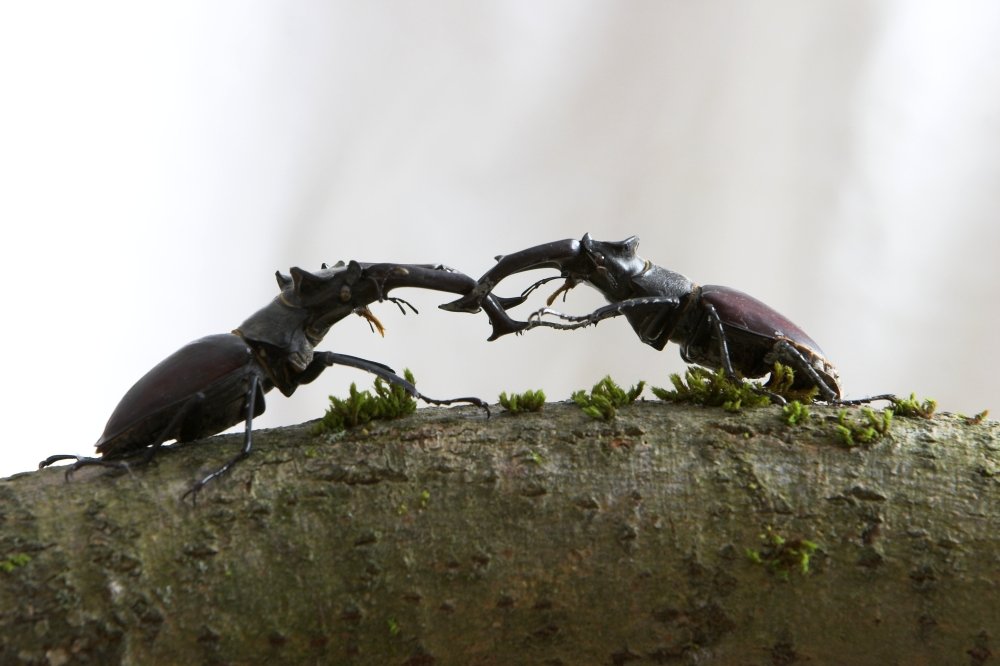 Käfer-Duell in der Käferausstellung in Spiegelau im Nationalpark Bayerischer Wald