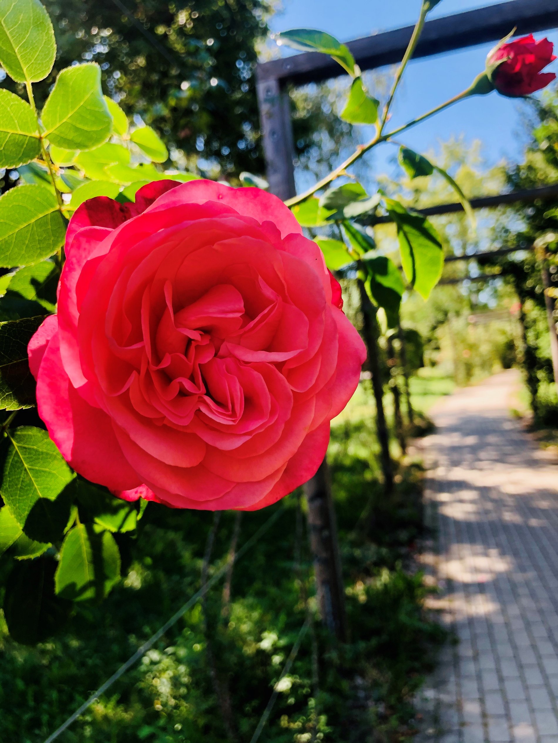Rote, voll aufgeblühte Rose am Spalier