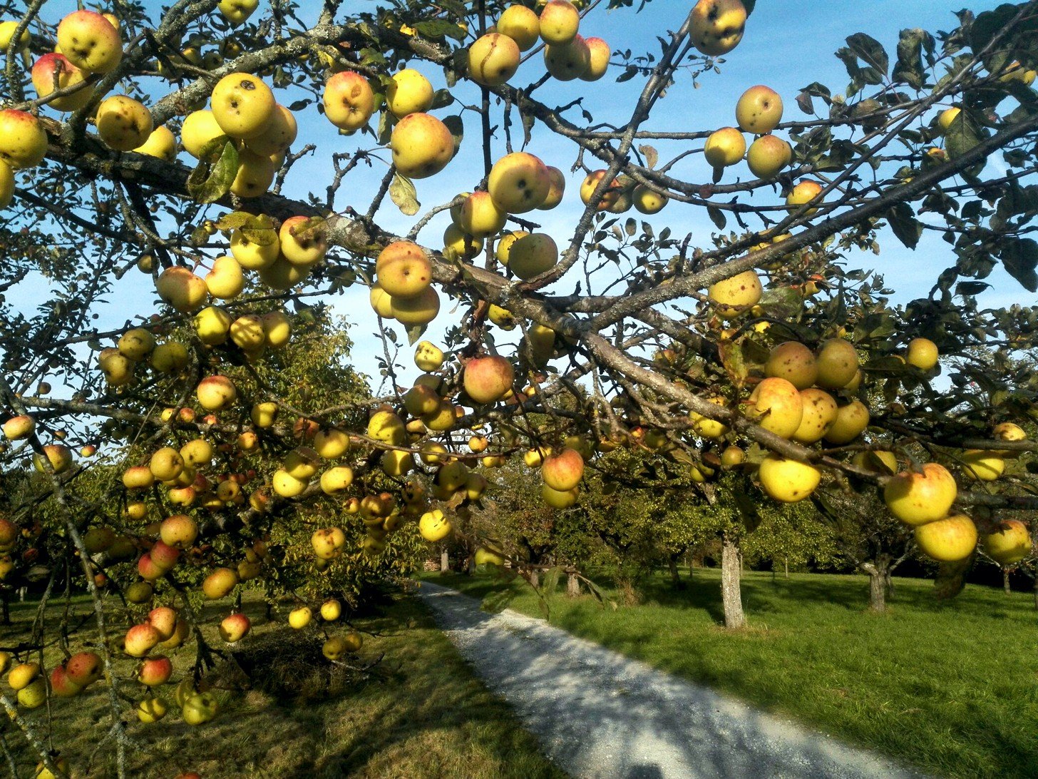 Apfelbaum an der Tiergartenrunde in Belsen