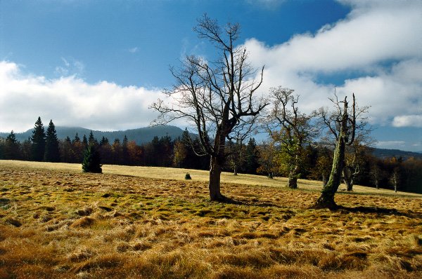 Blick auf den Almschachten im Nationalpark Bayerischer Wald