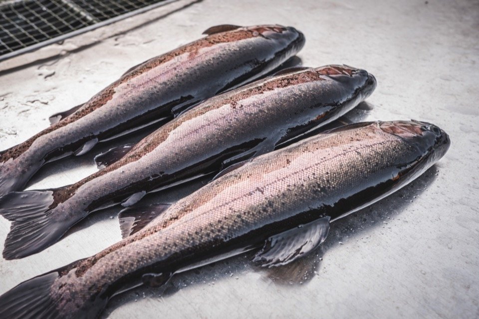 Ermstalfischerei in Bad Urach im Biosphärengebiet Schwäbische Alb. Auf einem Tisch liegen drei Fische.