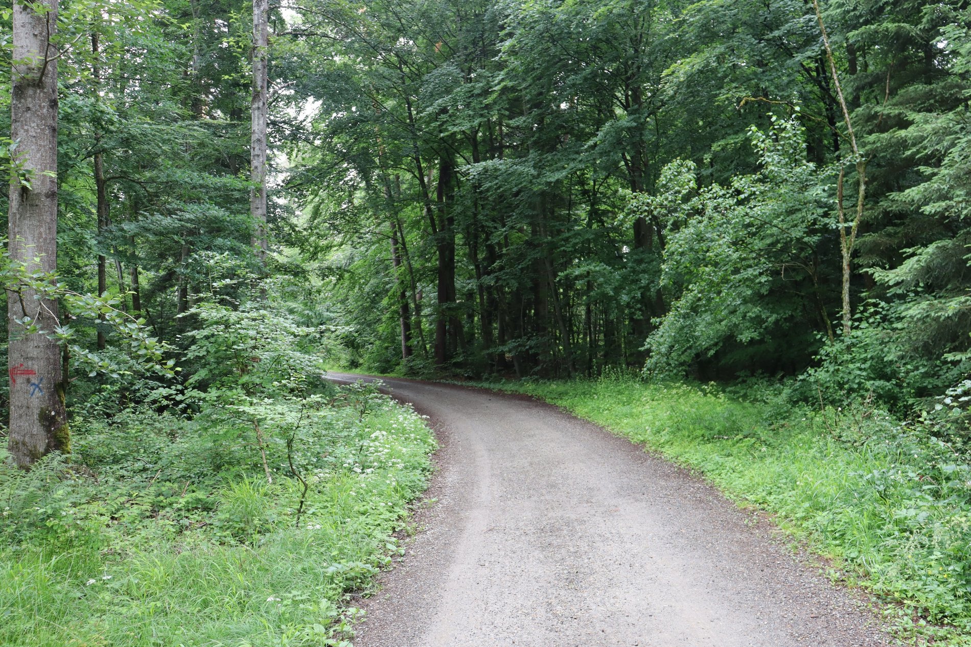Waldweg mit Holzbalken