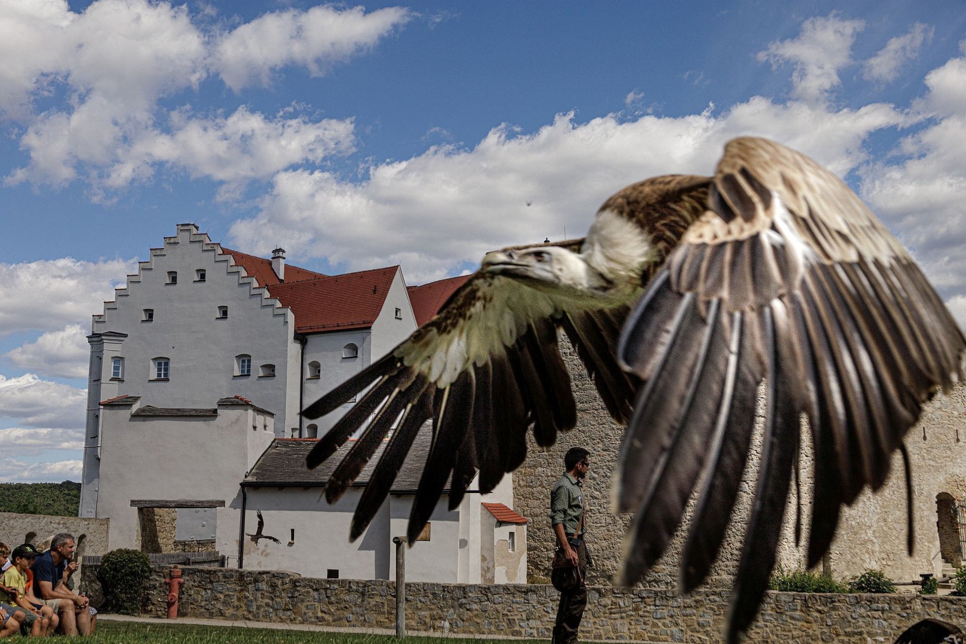 Ein Gänsegeier im Flug bei der Flugvorführung des Falkenhofes auf der Rosenburg in Riedenburg, Im Hintergrund sind begeisterte Zuschauer, ein Falkner und ein Teil der Burg zu sehen.