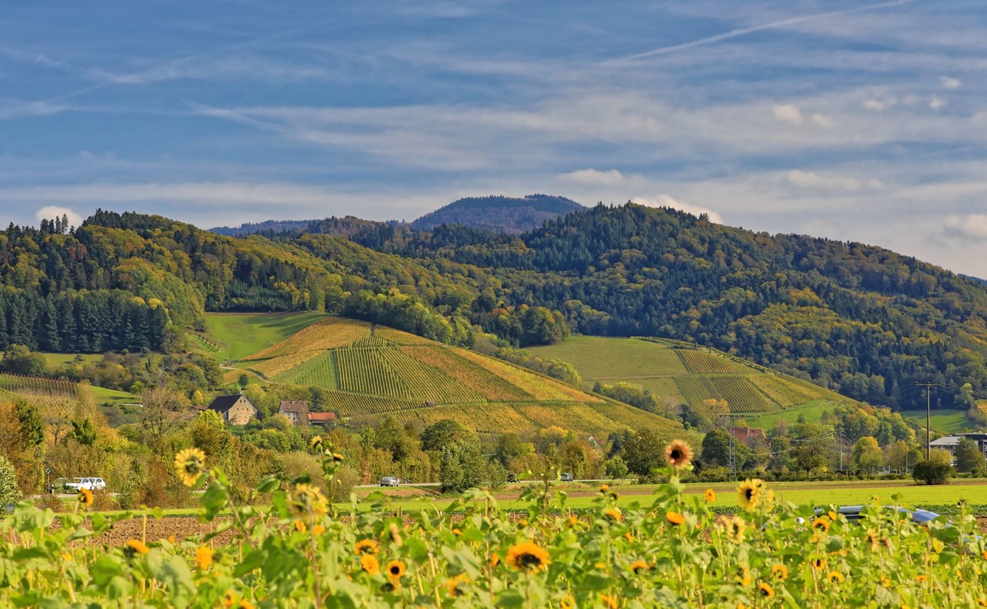Blick auf die Weinberge am westlichen Talausgang. Auf dem Radweg nach Freiburg.