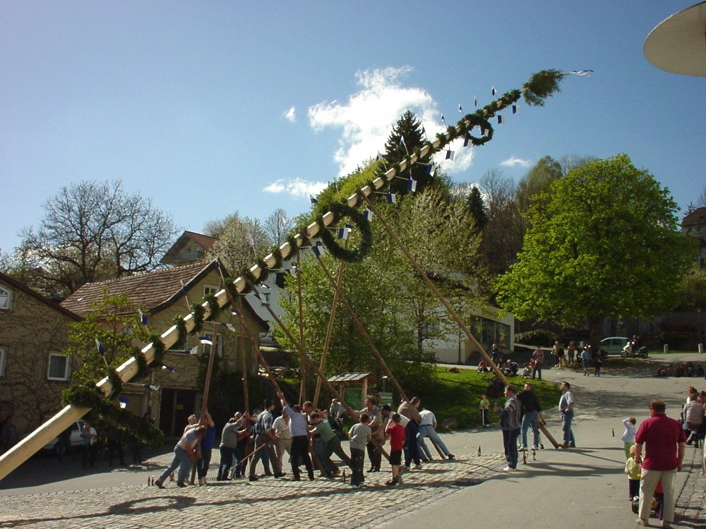 Mit Muskelkraft wird der Maibaum in Kirchberg i. Wald aufgestellt