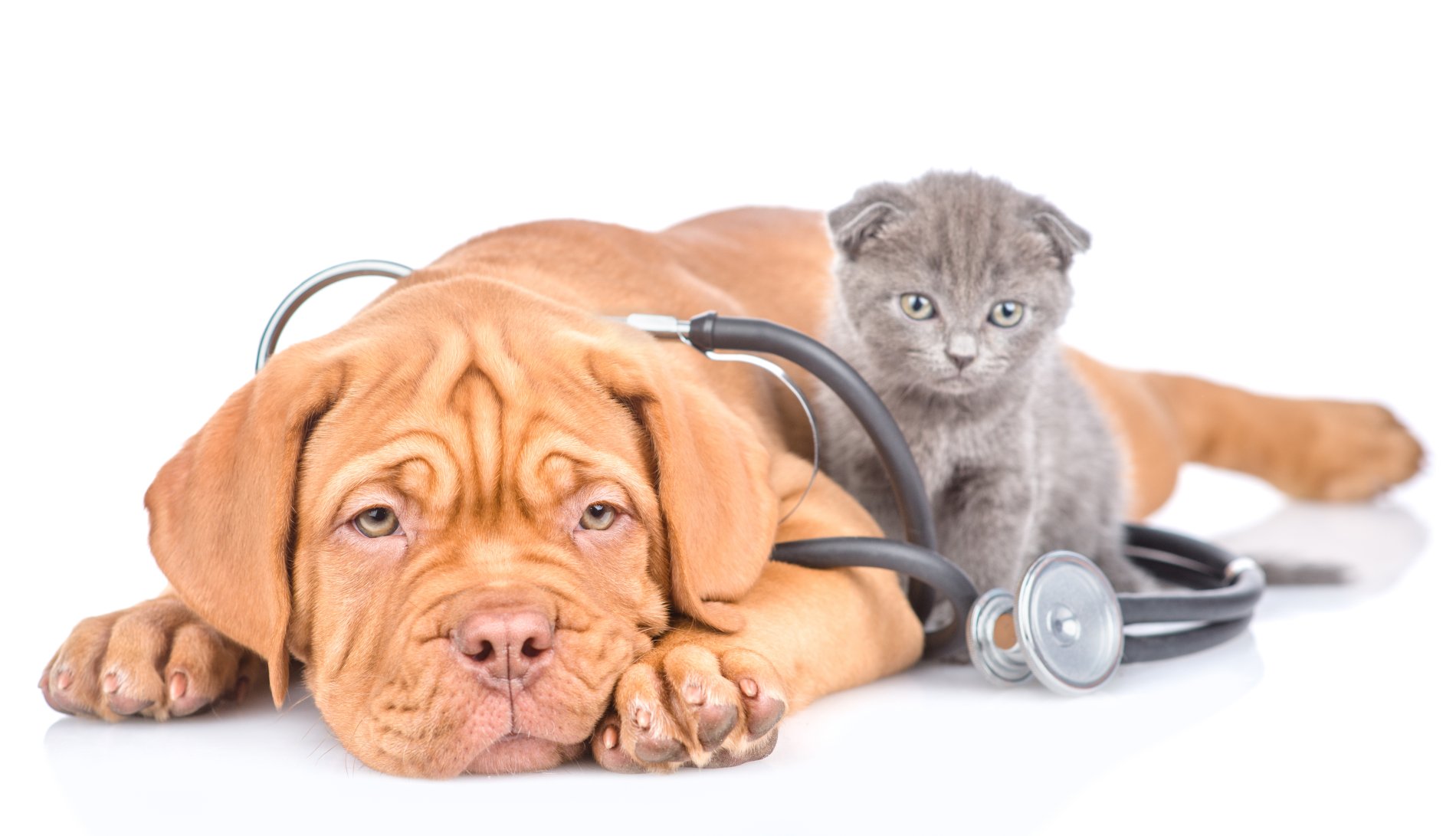Hund, Katze und Stethoskop