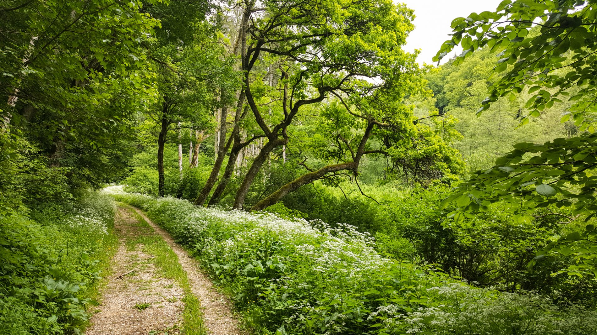 Das Brucktal im ehemaligen Truppenübungsplatz bei Münsingen im Biosphärengebiet Schwäbische Alb. Ein wilder Schotterweg führt durch einen Wald, der in sattem grün erstrahlt. Rechts blühen weiße Blumen.