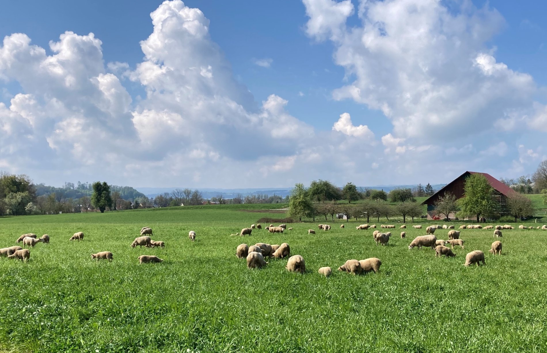 Schafe auf einer grünen Weide