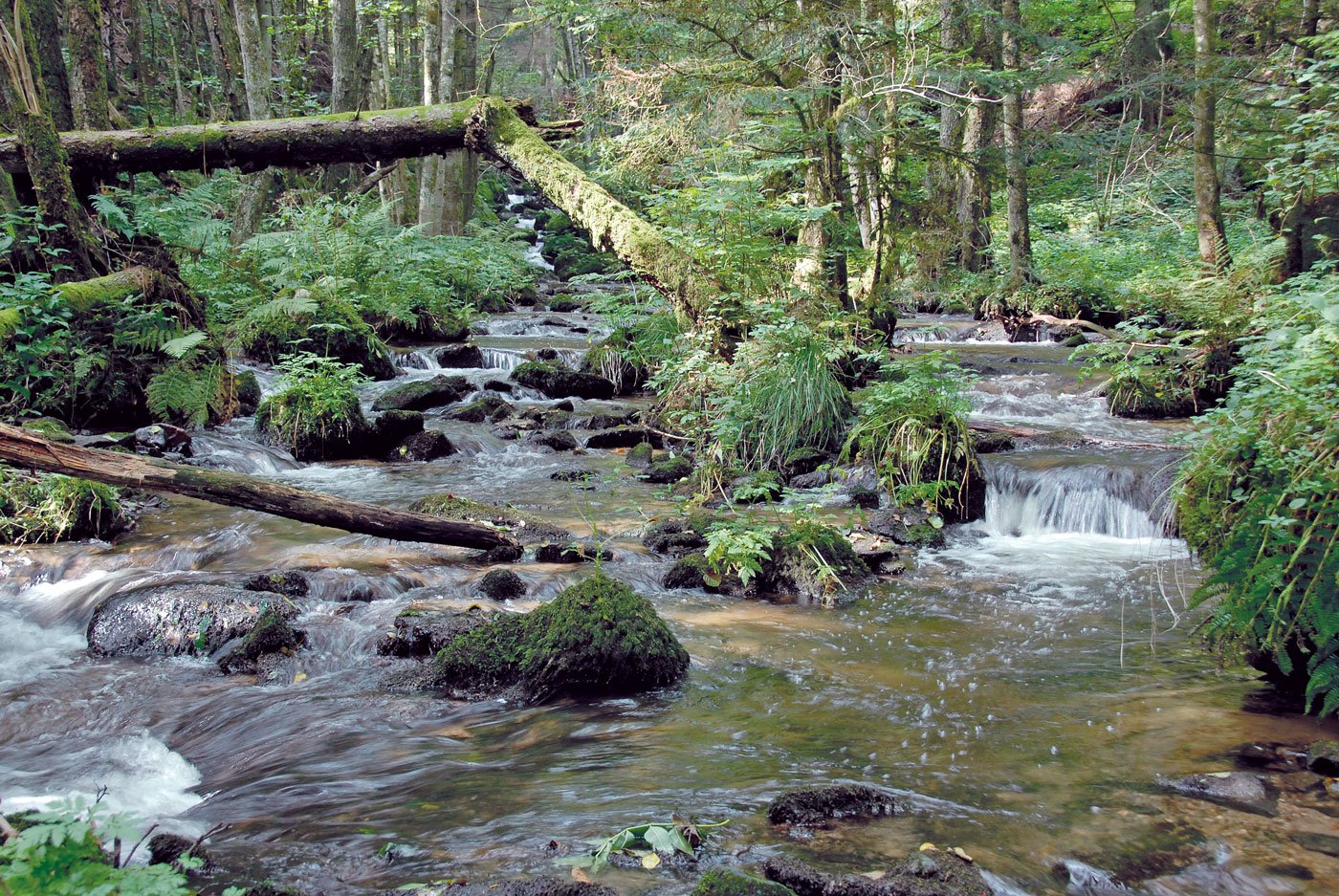 Die Hauensteiner Murg - Fluss