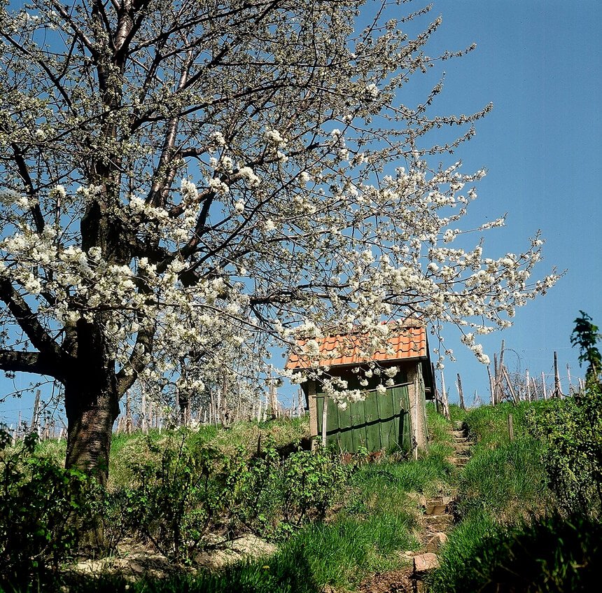 Ein kleines Häuschen inmitten der Weinberge am Hang mit einem blühenden Obstbaum.