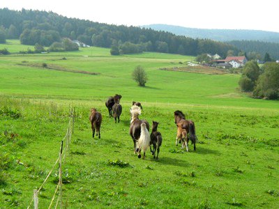 Pferde auf der Weide beim Islandpferdehof Sonnenwald