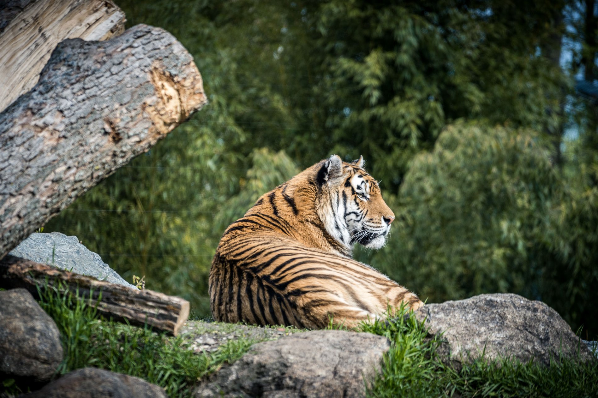 Blick ins Gesicht eines Tigers im Tiergarten Straubing