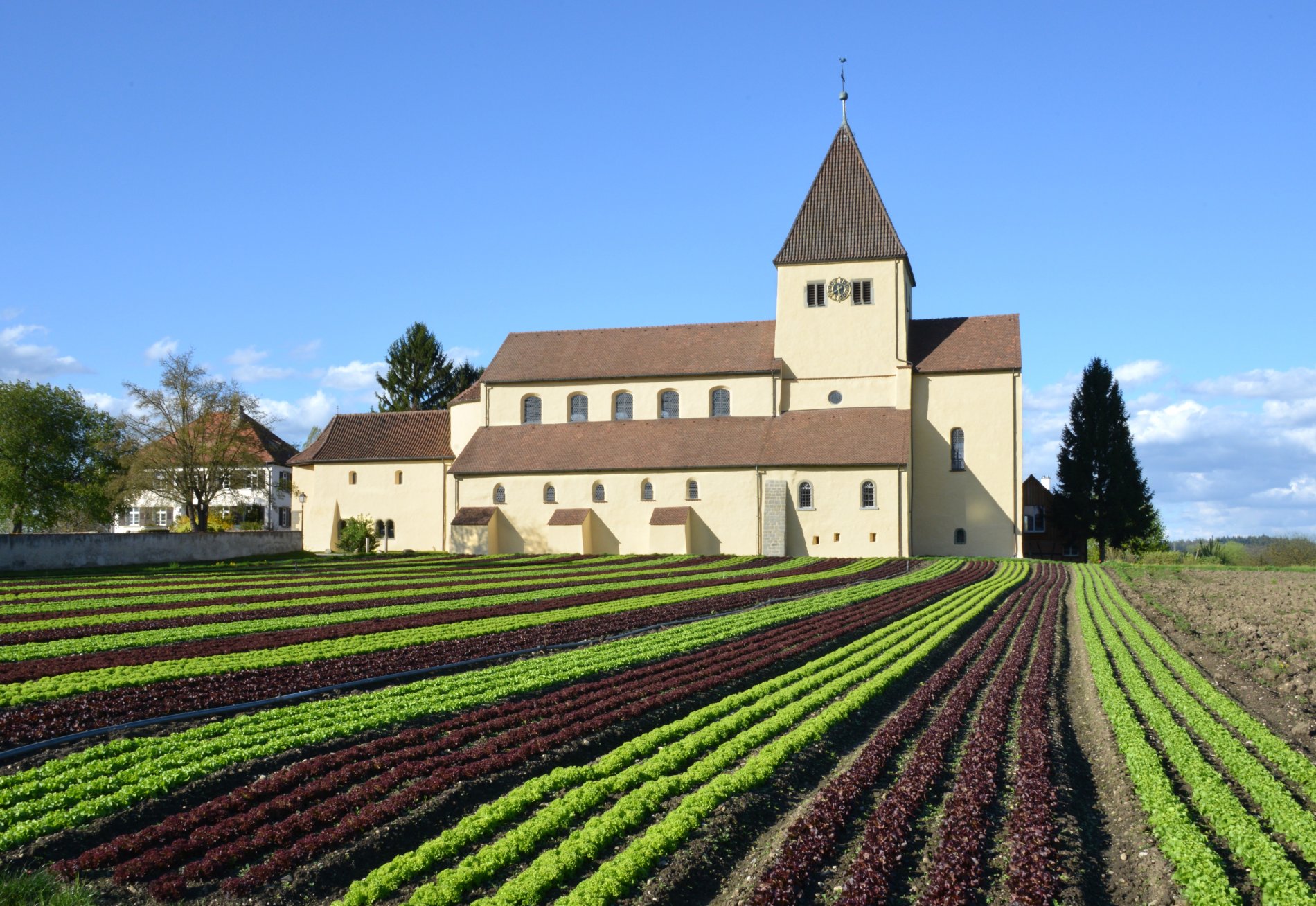 Kirche St. Georg mit Salatfeld