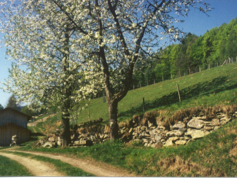 Apfelblüten im Frühjahr bei Gotteszell im Feriengebiet Teisnachtal - Bayerischer Wald