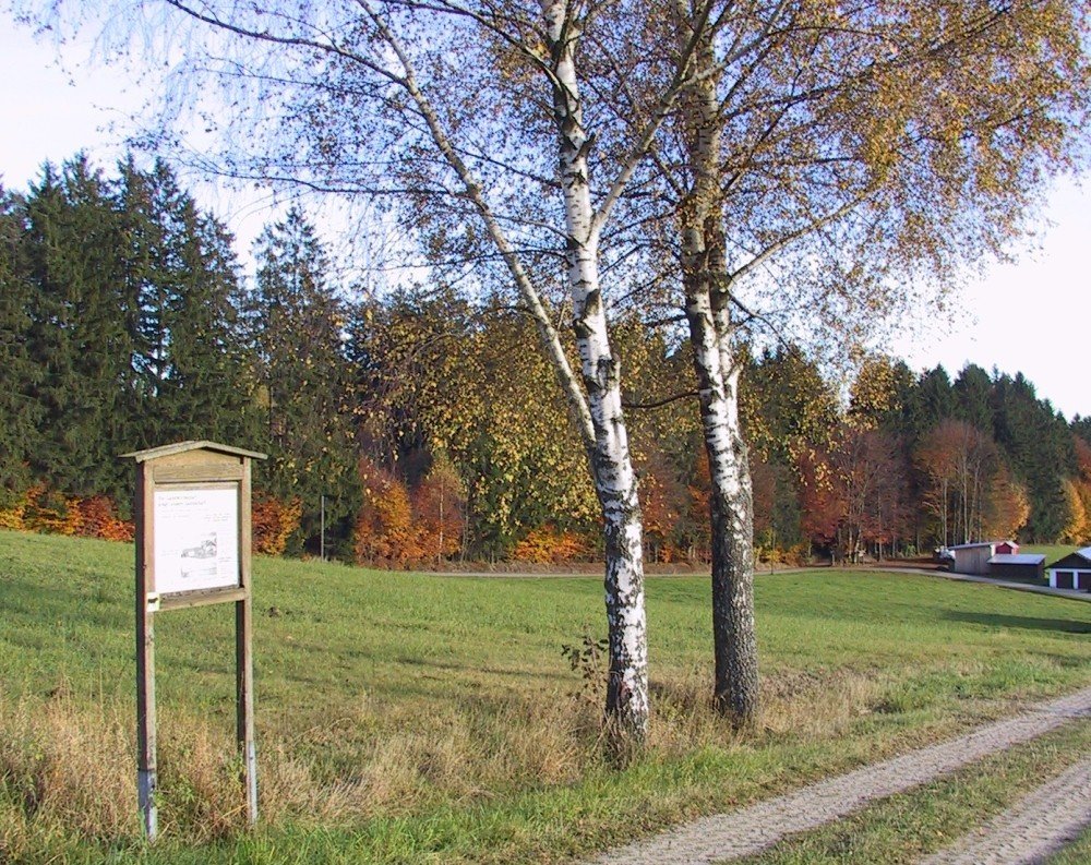 Birken am landwirtschaftlichen Lehrpfad in Schönbrunn am Lusen