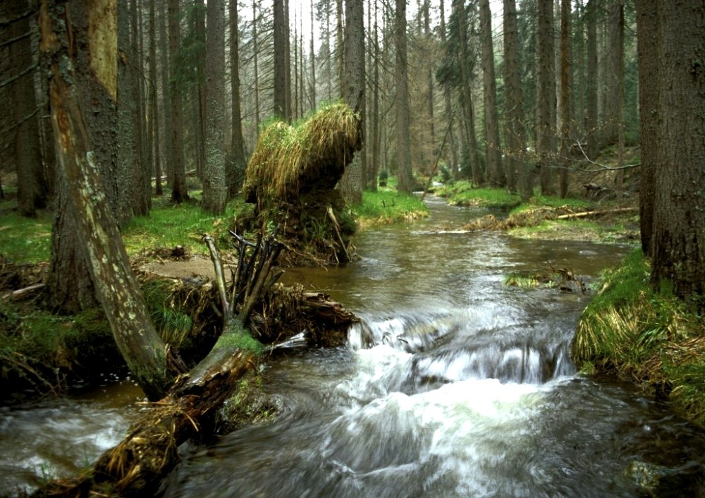 Wildwachsende Flusslandschaft am Reschbach bei Mauth