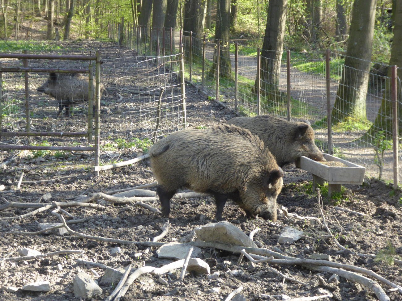 Wildschweine im Wildgehege in Lemgo