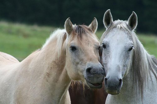 Zwei Pferde halten ihre Köpfe zusammen und schauen in die Kamera. Das rechte ist weiß, das linke creme-farben.