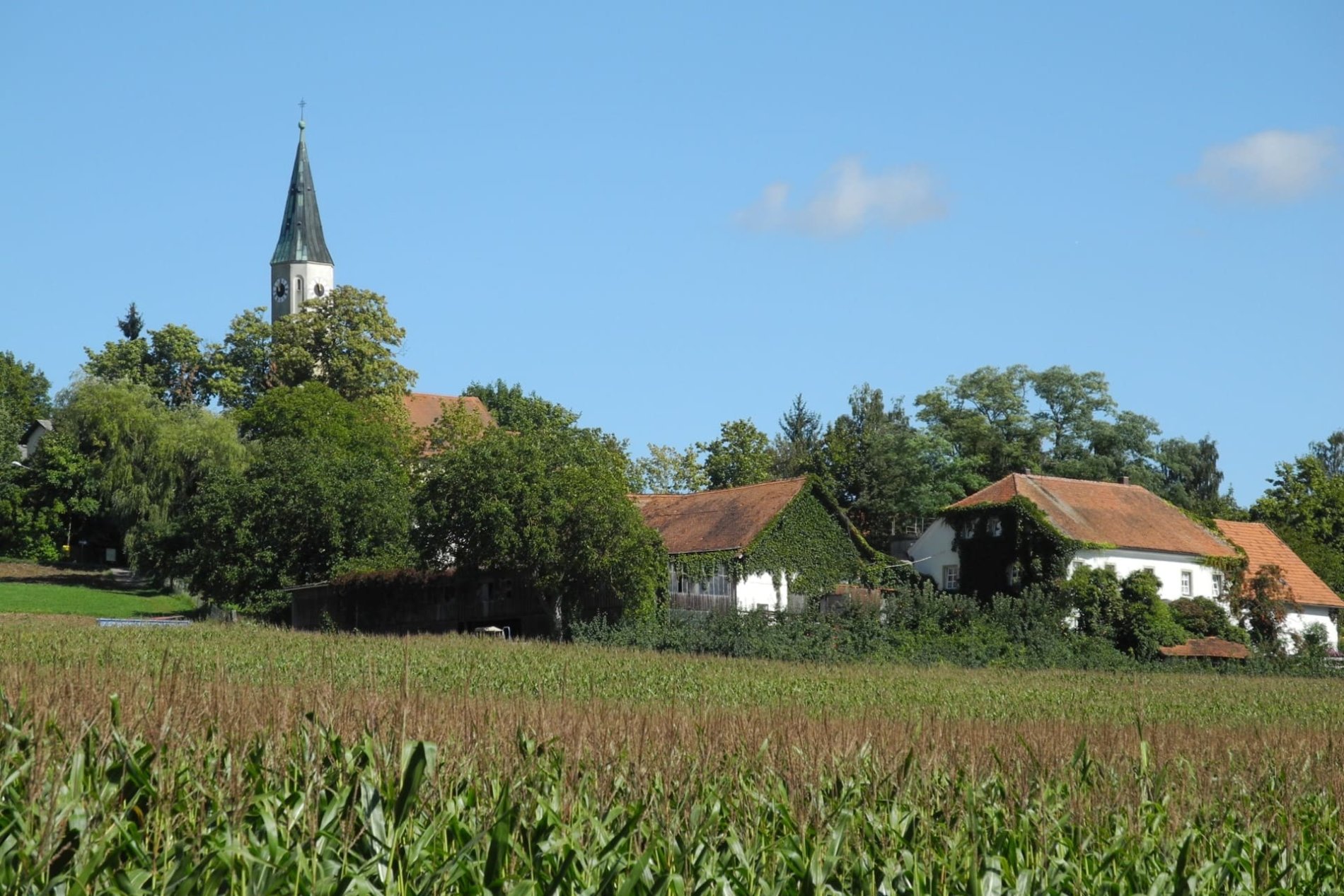 Blick über die Maisfelder zur alten Pfarrkirche in Ihrlerstein