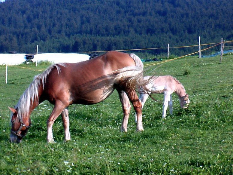 Pferde auf der Weide beim Familienbauernhof Wenzl in Bärnzell bei Zwiesel