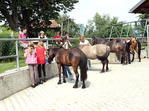 Pferde auf dem Ferienhof Schiermeier in Kelchham bei Thyrnau