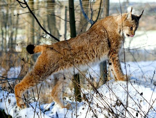 Luchs im Wildkatzen- und Luchsgehege des Umweltzentrums Schloss Wiesenfelden